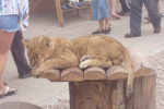 Львенок устал