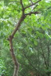 Улиточное дерево