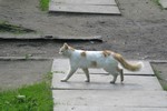 шлиссельбургские коты